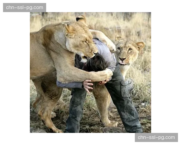 纪录片《不列颠之战:2025年狮队巡回赛》在南非首映 纪录片《不列颠之战:2025年狮队巡回赛》在南非首映